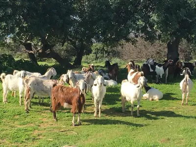 a herd of cattle standing in a field at Amalia Panorama House in Zanaja