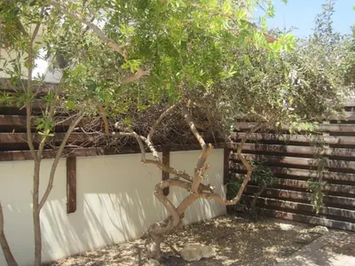 a small tree in front of a wall at Polyxenia Isaak Villa Heaven Pernera in Protaras