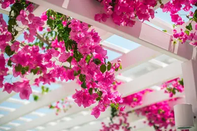 a bunch of pink flowers hanging from a ceiling at Nissi Park Hotel in Ayia Napa