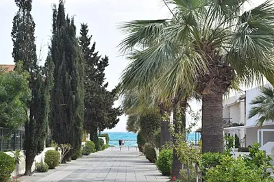 a palm tree on a sidewalk next to the ocean at Christos beach house in Larnaka