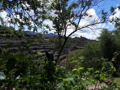 a view of a field with a tree in the foreground at Agrompelo House in Agros