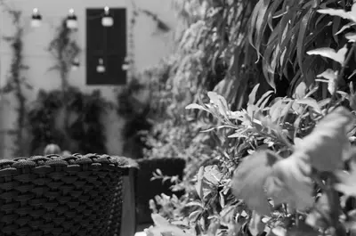 a black and white photo of a trash can and plants at S Paul City Hotel in Limassol