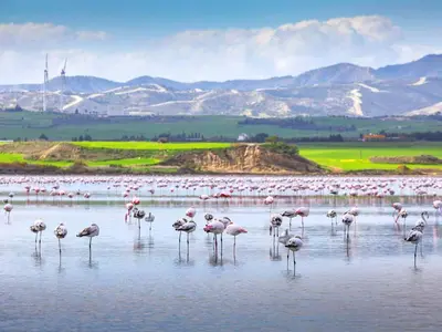 a flock of flamingos standing in the water at Dezo Luxury town Apartment in Larnaka