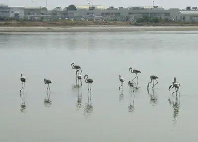 a group of flamingos walking in the water at Rita SeaView Apartment in Pervolia