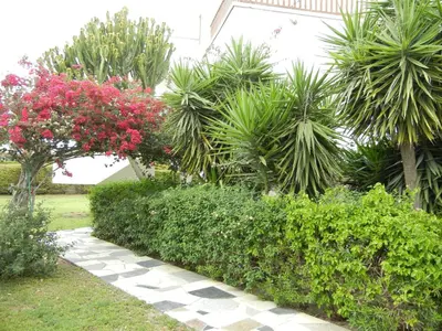 a garden with bushes and trees and a walkway at Tsialis Hotel Apartments in Larnaka