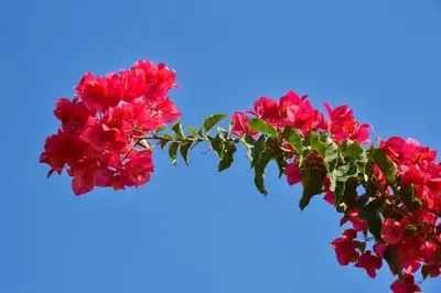 a bouquet of red flowers against a blue sky at Makronisos Village in Ayia Napa