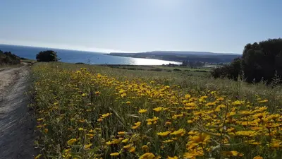 a field of yellow flowers on the side of a road at Swimmers' Paradise in Pissouri