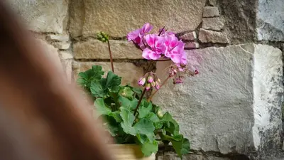 a pink flower in a pot on a brick wall at Haven in Limassol
