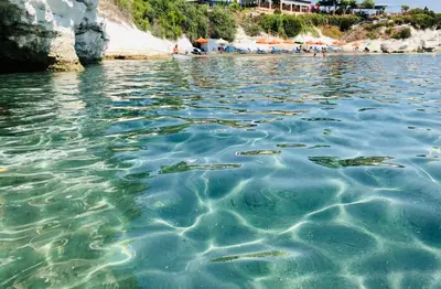a group of fish swimming in the water on a beach at Governors Beach Costas Apts in Governors Beach