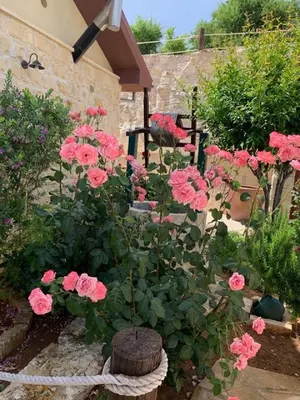 a bunch of pink roses in a garden at Lofou Traditional House in Lofou