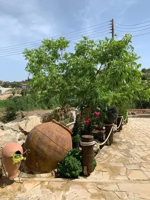 a group of potted plants and trees in a yard at Lofou Traditional House in Lofou