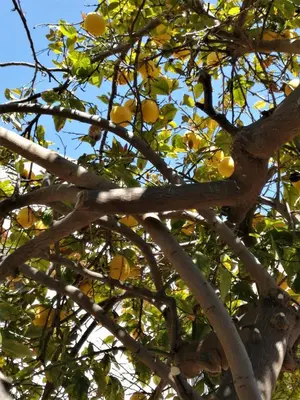 a tree with yellow fruits on the branches at Lemon Tree Courtyard in Larnaka