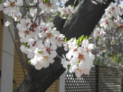 a bunch of white flowers on a tree at Aunt Maria's in Pano Lefkara