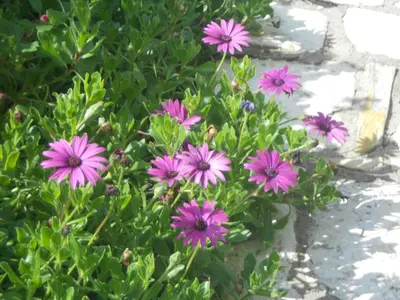 a bunch of purple flowers in a plant at Aunt Maria's in Pano Lefkara