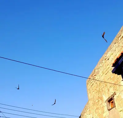 a group of birds sitting on a wire next to a building at Ble Mavi - Studio for 2 in Vouni