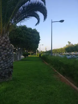 a palm tree in the grass next to a street at Hawaii Royal Gardens in Limassol
