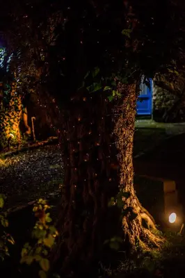 a close up of the trunk of a tree at night at Cecilias Courtyard in Malia