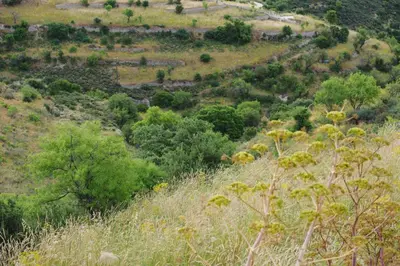 a view of a field of grass and trees at Serenity Boutique House in Vouni