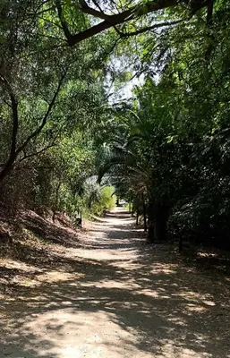 a dirt road with trees on both sides at The Bridge-House Apartment in Nicosia