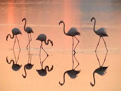 a group of flamingos walking in the water at CASAVERO in Voroklini