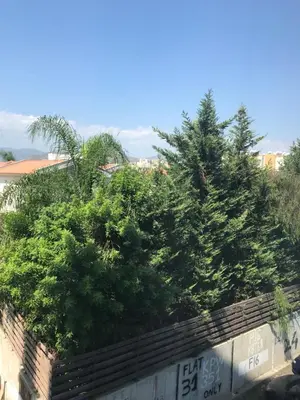 a group of trees on top of a wall at Galaxy court modern apartment in Limassol