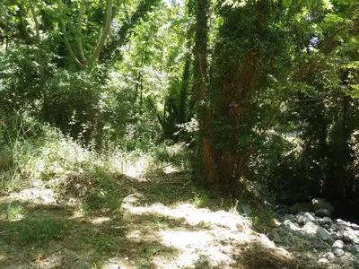 a tree in the middle of a forest at The Spidaki in Lania