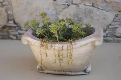 a plant in a vase sitting on a table at Evanthia's Stone House in Koilani