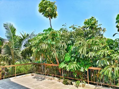 a fence with trees and a palm tree behind it at Constantaras Apartments in Protaras
