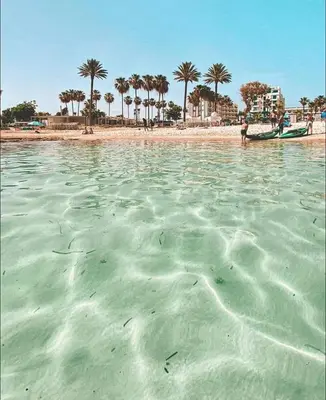 a body of water with a beach and palm trees at Nissi Golden Sands Holiday Apartment Free WiFi in Ayia Napa