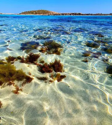 a body of water with sand and plants in it at Nissi Golden Sands Holiday Apartment Free WiFi in Ayia Napa