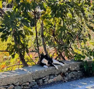 a black and white cat laying on a stone wall at Lasmari's Bouquet in Sykopetra