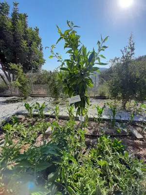 a garden with a tree in the middle at Happy Glamping Cy in Ayios Theodhoros