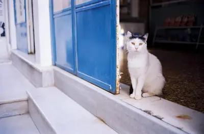 a white cat sitting next to a blue door at Villa Kono Sunshine - Luxury 4 Bedroom Cape Greco - Villa Close To Beach in Protaras