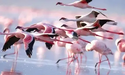 a flock of pink flamingos flying over the water at Nissi Golden Sands Family Apartment in Ayia Napa