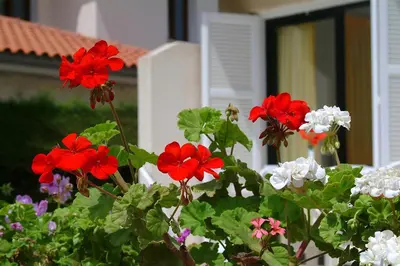 a group of red and white flowers in front of a house at Sunbay Apartments in Pyla