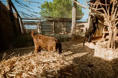 a brown cow standing in a pile of hay at Grand Mansion Countryhouse & Spa in Phrenaros