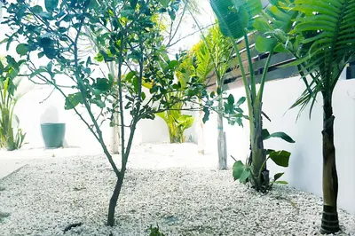 a group of trees in a yard next to a building at Nissini Shell, 3 bedroom villa with private pool at Nissi Beach in Ayia Napa