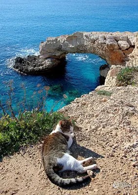 a cat laying on the ground next to the water at Golden Tree Apartment in Paralimni