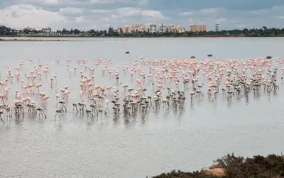 a large flock of flamingos standing in the water at Mimi's Sunny Beach Apartment in Larnaka