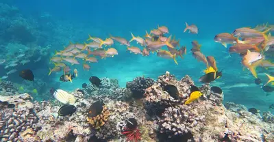 a group of fish on a coral reef at 1 bedroom apartment with a magnificent sea view in Limassol