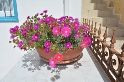 a large pot of flowers sitting on a railing at I Plateia in Kalopanayiotis