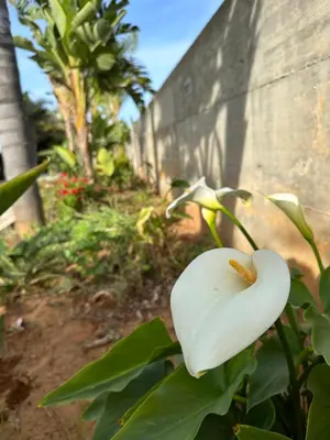 a white flower on a plant next to a wall at Bay View Villa in Protaras