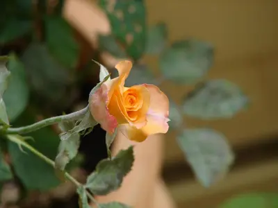 a yellow rose is growing on a plant at Minaides Hotel in Kakopetria