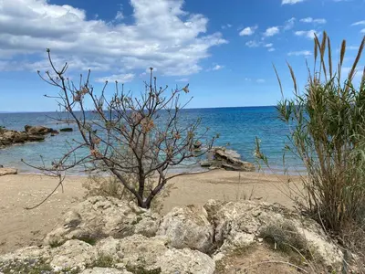 a tree on a sandy beach next to the ocean at Great Kings Resort, Kapparis, Cyprus - Self Catering Apartment, Sleeps 6 in Paralimni
