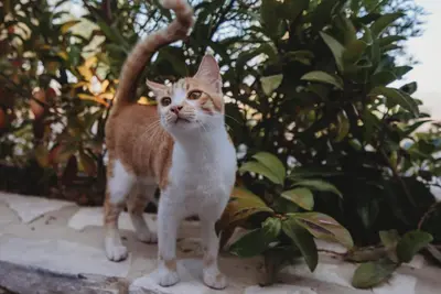an orange and white cat standing on a ledge at Andama Country Living in Pano Lefkara