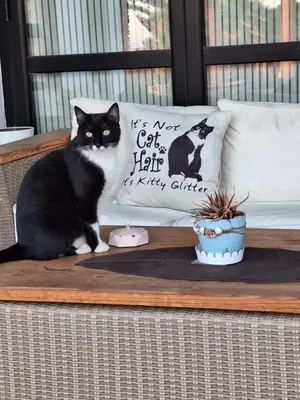 a black and white cat sitting on a table with pillows at The Pervoli Studio - Pool - Close to Beach in Larnaka
