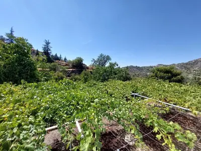 a field of strawberry plants on a hill at Agros Green Valley Suites in Limassol