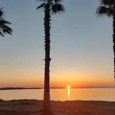Palm garden paradise