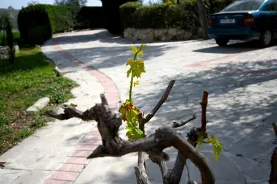 a plant growing out of a tree branch on a sidewalk at Alonia Villas in Pissouri