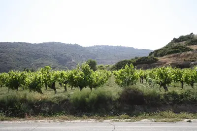 a row of trees in a field with mountains in the background at Alonia Villas in Pissouri